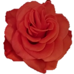 Carnelian Roses d'Equateur Ethiflora